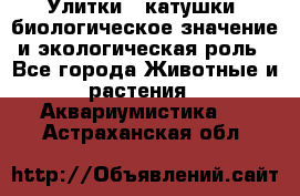 Улитки – катушки: биологическое значение и экологическая роль - Все города Животные и растения » Аквариумистика   . Астраханская обл.